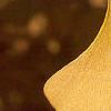 Ginkgo biloba, fall color