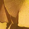 Ginkgo biloba, fall color