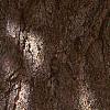 Ginkgo biloba, bark