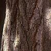 Ginkgo biloba, bark