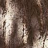 Ginkgo biloba, bark