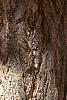 Ginkgo biloba, bark