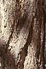 Ginkgo biloba, bark