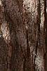 Ginkgo biloba, bark