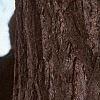 Ginkgo biloba, bark