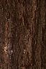Ginkgo biloba, bark