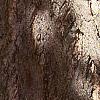 Ginkgo biloba, bark