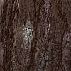 Ginkgo biloba, bark