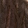 Ginkgo biloba, bark