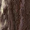 Ginkgo biloba, bark