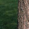 Ginkgo biloba, bark