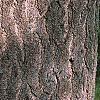 Ginkgo biloba, bark