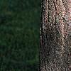 Ginkgo biloba, bark