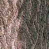 Ginkgo biloba, bark