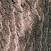 Ginkgo biloba, bark