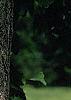 Ginkgo biloba, bark