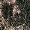 Ginkgo biloba, bark