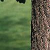 Ginkgo biloba, bark