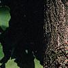 Ginkgo biloba, bark