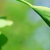 Ginkgo biloba 'Tubiformis', leaves