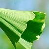 Ginkgo biloba 'Tubiformis', leaves
