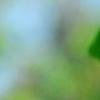 Ginkgo biloba 'Tubiformis', leaves