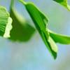 Ginkgo biloba 'Tubiformis', leaves