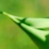 Ginkgo biloba 'Tubiformis', leaves