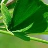 Ginkgo biloba 'Tubiformis', leaves