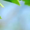 Ginkgo biloba 'Tubiformis', leaves