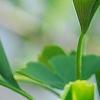 Ginkgo biloba 'Tubiformis', leaves