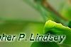 Ginkgo biloba 'Tubiformis', leaves