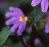 Scaevola 'Blue Shamrock', flowers
