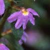 Scaevola 'Blue Shamrock', flowers