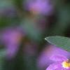Scaevola 'Blue Shamrock', flowers