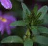 Scaevola 'Blue Shamrock', flowers