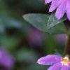 Scaevola 'Blue Shamrock', flowers
