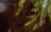 Myriophyllum aquaticum, habit