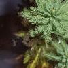 Myriophyllum aquaticum, habit