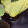 Myriophyllum aquaticum, habit