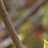 Corylopsis glabrescens, flowers