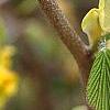 Corylopsis glabrescens, flowers