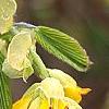 Corylopsis glabrescens, flowers