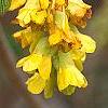 Corylopsis glabrescens, flowers