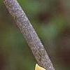 Corylopsis glabrescens, flowers