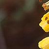 Corylopsis glabrescens, flowers