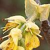 Corylopsis glabrescens, flowers