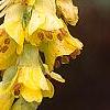 Corylopsis glabrescens, flowers