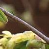 Corylopsis glabrescens, flowers