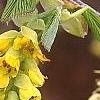 Corylopsis glabrescens, flowers